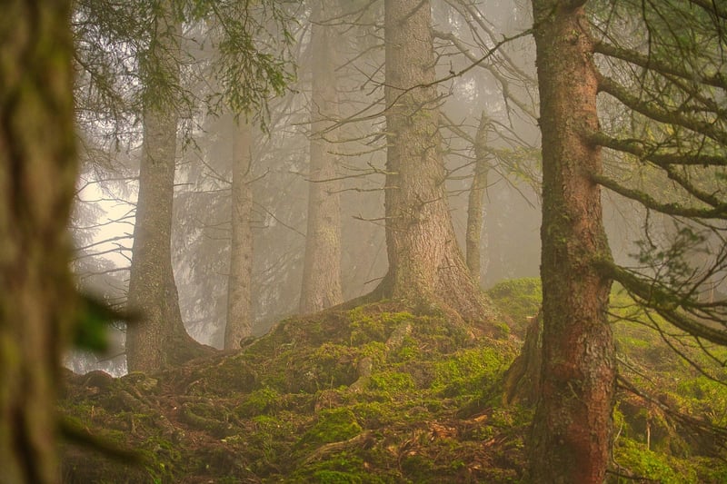 Magical Woodland Setting