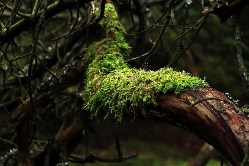 Moss Table Centerpiece